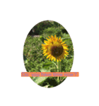 HELLO！flowers！（個別スタンプ：5）