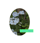 HELLO！flowers！（個別スタンプ：8）