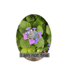 HELLO！flowers！（個別スタンプ：21）