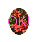 HELLO！flowers！（個別スタンプ：23）
