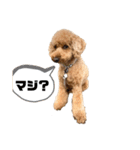 トイプードルの丼 3（個別スタンプ：7）