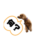 トイプードルの丼 3（個別スタンプ：14）