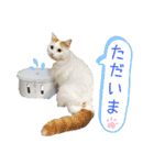 猫のかりん【日常補充編】（個別スタンプ：2）