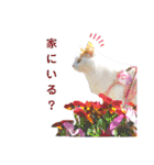 猫のかりん【日常補充編】（個別スタンプ：3）