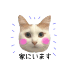 猫のかりん【日常補充編】（個別スタンプ：4）