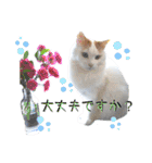 猫のかりん【日常補充編】（個別スタンプ：5）