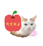 猫のかりん【日常補充編】（個別スタンプ：6）