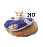 猫のかりん【日常補充編】（個別スタンプ：8）