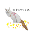 猫のかりん【日常補充編】（個別スタンプ：9）