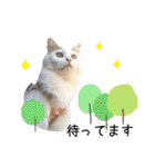 猫のかりん【日常補充編】（個別スタンプ：10）