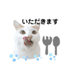 猫のかりん【日常補充編】（個別スタンプ：11）