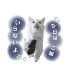 猫のかりん【日常補充編】（個別スタンプ：12）