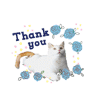 猫のかりん【日常補充編】（個別スタンプ：13）