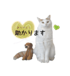 猫のかりん【日常補充編】（個別スタンプ：15）