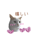 猫のかりん【日常補充編】（個別スタンプ：16）