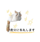 猫のかりん【日常補充編】（個別スタンプ：18）