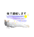 猫のかりん【日常補充編】（個別スタンプ：19）