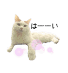 猫のかりん【日常補充編】（個別スタンプ：20）