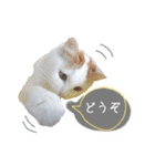 猫のかりん【日常補充編】（個別スタンプ：21）