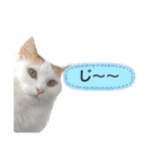 猫のかりん【日常補充編】（個別スタンプ：22）