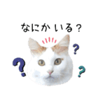 猫のかりん【日常補充編】（個別スタンプ：23）