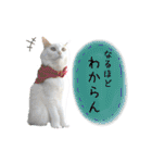 猫のかりん【日常補充編】（個別スタンプ：24）