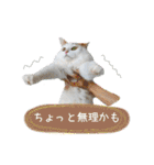 猫のかりん【日常補充編】（個別スタンプ：25）