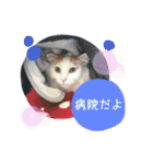 猫のかりん【日常補充編】（個別スタンプ：26）
