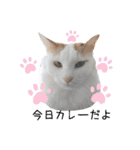 猫のかりん【日常補充編】（個別スタンプ：27）