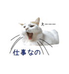 猫のかりん【日常補充編】（個別スタンプ：28）