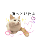 猫のかりん【日常補充編】（個別スタンプ：29）