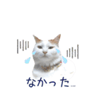猫のかりん【日常補充編】（個別スタンプ：30）