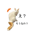 猫のかりん【日常補充編】（個別スタンプ：31）
