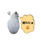 猫のかりん【日常補充編】（個別スタンプ：32）