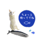 猫のかりん【日常補充編】（個別スタンプ：33）