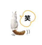猫のかりん【日常補充編】（個別スタンプ：35）