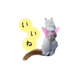 猫のかりん【日常補充編】（個別スタンプ：36）