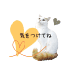 猫のかりん【日常補充編】（個別スタンプ：37）