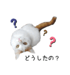 猫のかりん【日常補充編】（個別スタンプ：38）