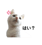 猫のかりん【日常補充編】（個別スタンプ：39）