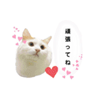 猫のかりん【日常補充編】（個別スタンプ：40）
