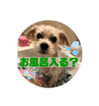 はなとそらスタンプー（個別スタンプ：7）