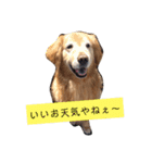 ゴル金太の独り言。（個別スタンプ：1）
