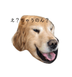 ゴル金太の独り言。（個別スタンプ：3）