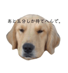 ゴル金太の独り言。（個別スタンプ：6）