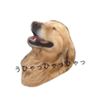 ゴル金太の独り言。（個別スタンプ：9）