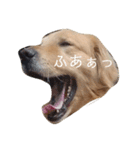 ゴル金太の独り言。（個別スタンプ：11）