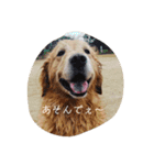 ゴル金太の独り言。（個別スタンプ：12）