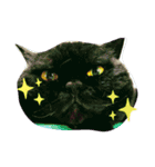ねこまつり。（個別スタンプ：1）