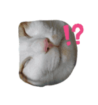 ねこまつり。（個別スタンプ：2）